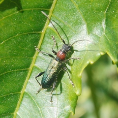 Cartallum ebulinum
