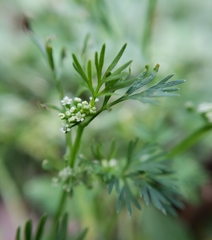 Ammoselinum butleri
