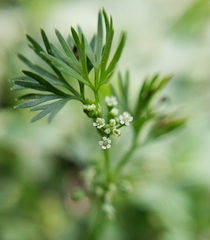 Ammoselinum butleri