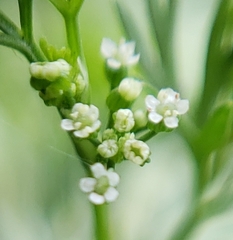 Ammoselinum butleri
