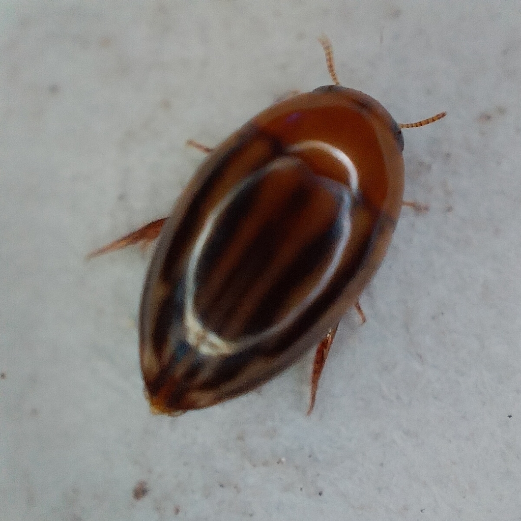 Suphisellus lineatus