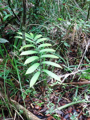 Zamia prasina
