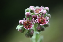 Sempervivum caucasicum