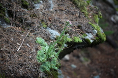 Sempervivum caucasicum