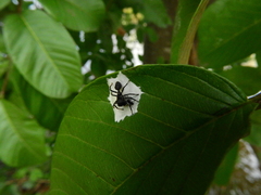 Aphantochilus