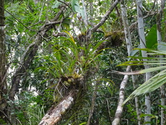Maxillaria egertoniana