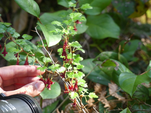 Image of Ribes lobbii by (c) Aiva Noringseth, some rights reserved (CC BY)