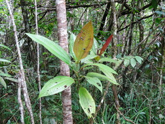Miconia tococa