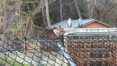 Passer domesticus