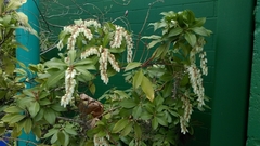 Angiospermae
