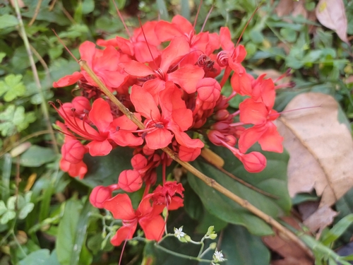 Image of Flaming Glorybower (Clerodendrum splendens) by (c) Margaret Burger, some rights reserved (CC BY-SA)
