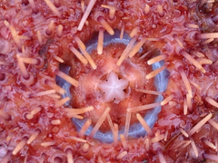 Pseudechinus magellanicus