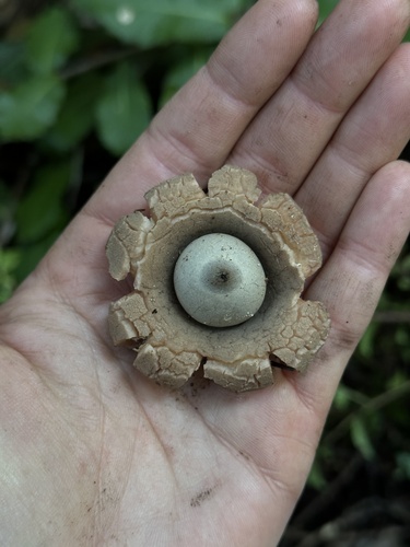 Geastrum (Photo 7 of 8)