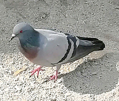Columba livia domestica
