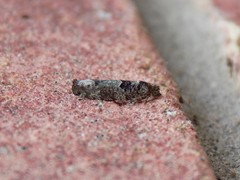 Pseudexentera knudsoni