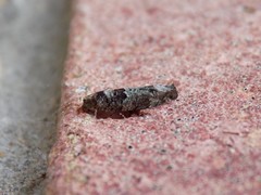 Pseudexentera knudsoni