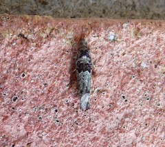 Pseudexentera knudsoni