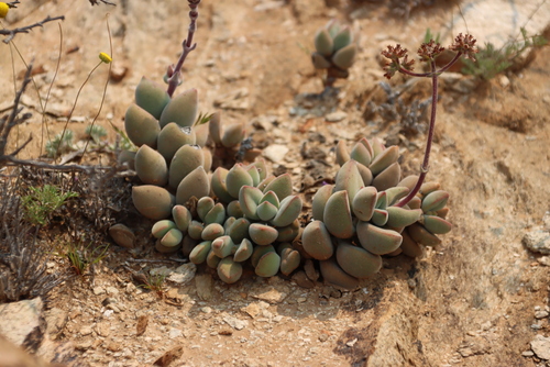 Crassula sericea