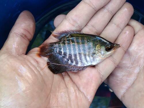Giant gourami (Osphronemus goramy) — Osphronemidae — 3