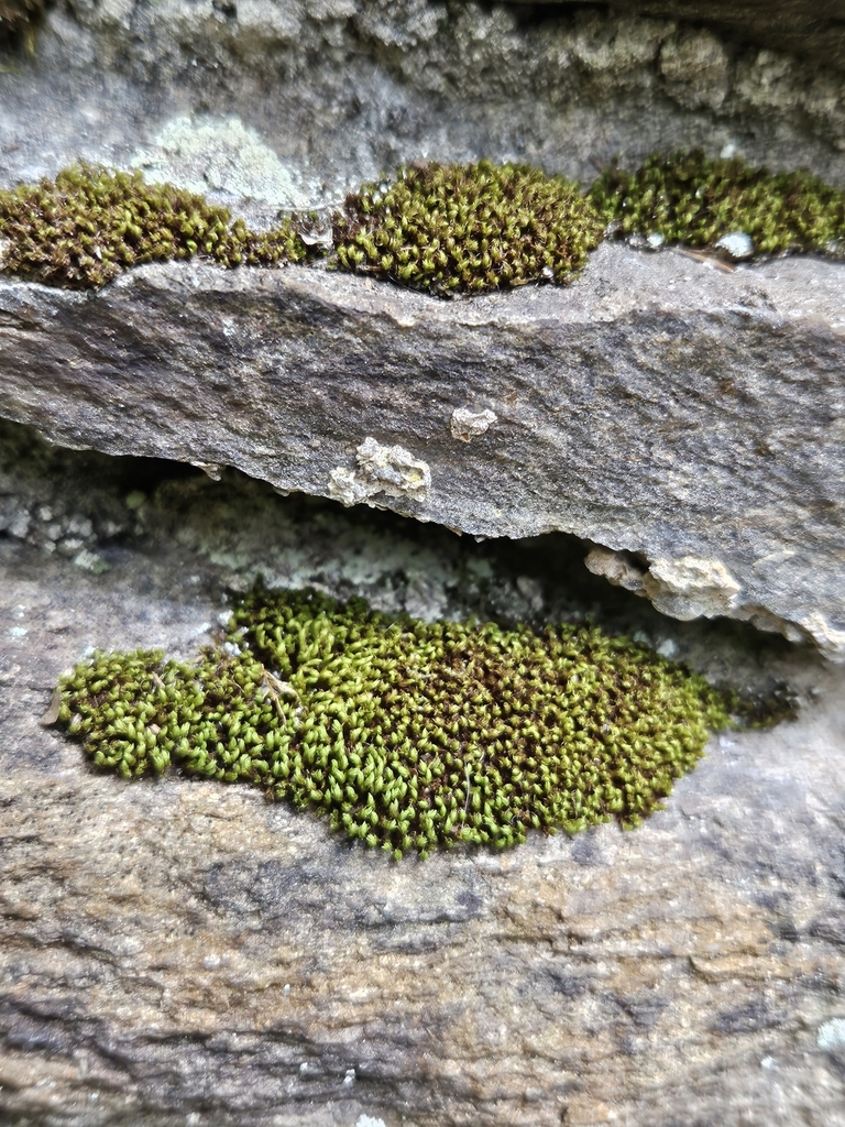 Zygodon stirtonii