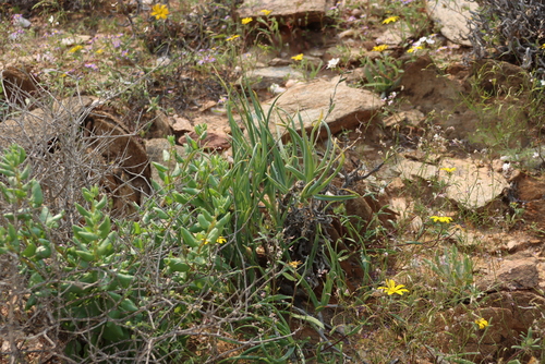 Trachyandra aridimontana
