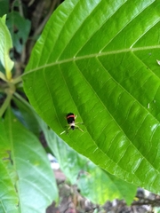 Paratriarius adonis
