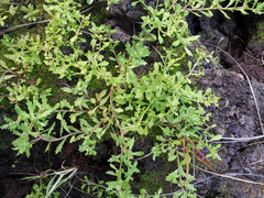 Centipeda aotearoana