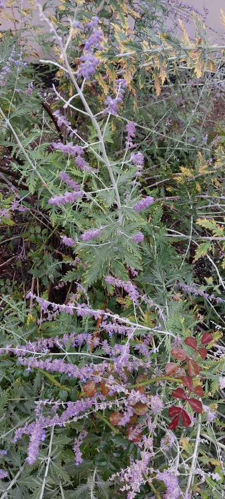 Russian Sage