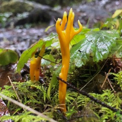 Clavulinopsis corniculata