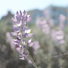 Lupinus chamissonis
