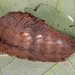 Puss Caterpillar - Photo (c) cotinis, some rights reserved (CC BY-NC-SA)