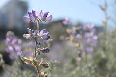 Lupinus chamissonis