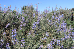 Lupinus chamissonis