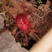 Parasitengona - Photo (c) Jason M Crockwell, some rights reserved (CC BY-NC-ND), uploaded by Jason M Crockwell