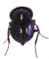 Mirobaeoides