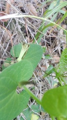 Aristolochia paucinervis