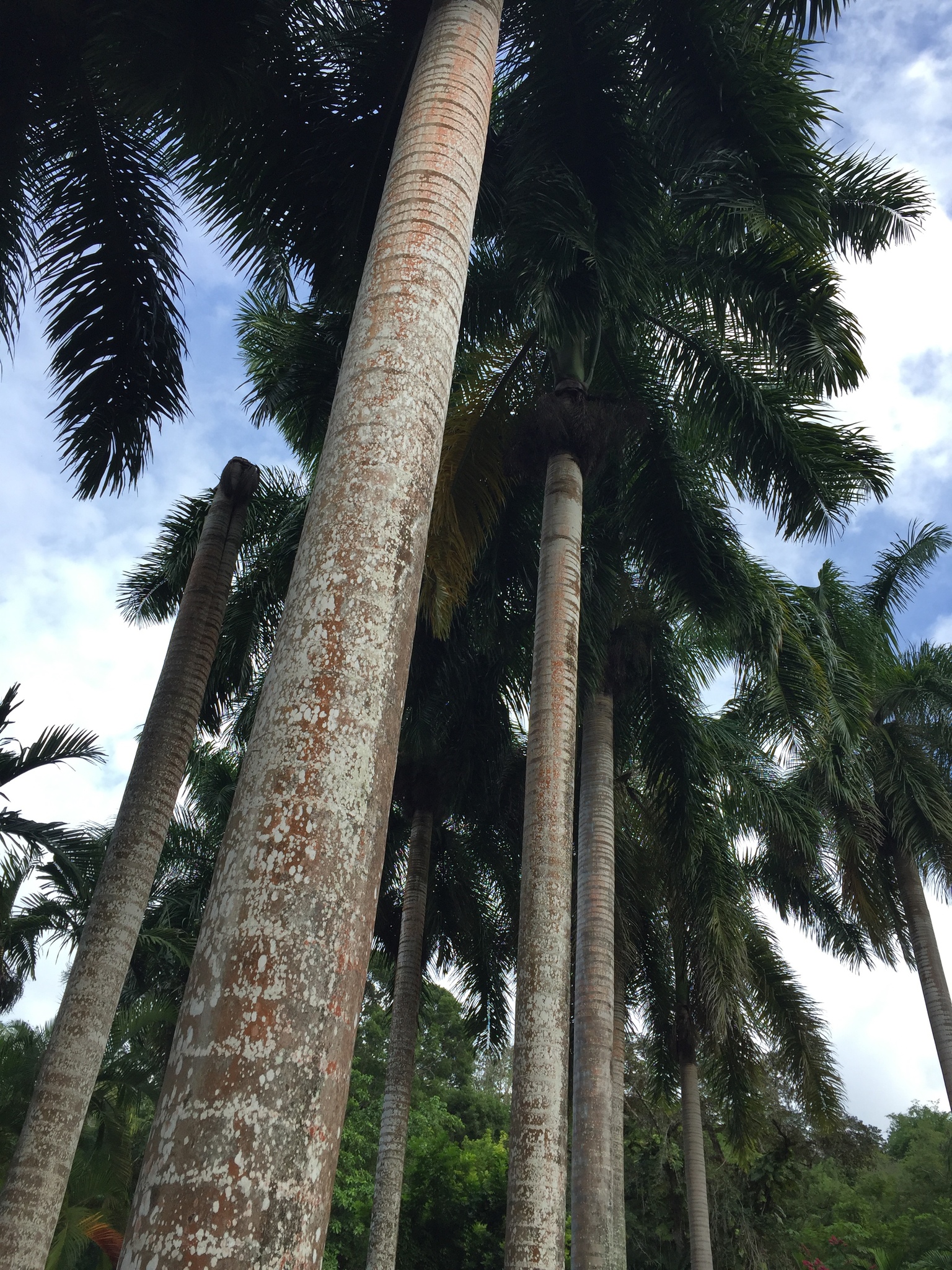 Jamaican Royal Palm (Roystonea altissima)