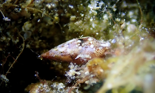 Mitrella loyaltyensis observed 2023-07-15