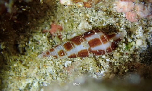 Caducifer decapitatus observed 2023-07-15