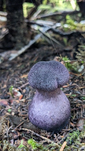 Cortinarius violaceus