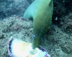 Green Moray Eel