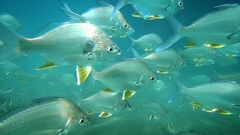 Short-Beaked Mojarra photo 1