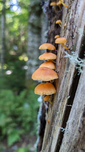 Xeromphalina campanella