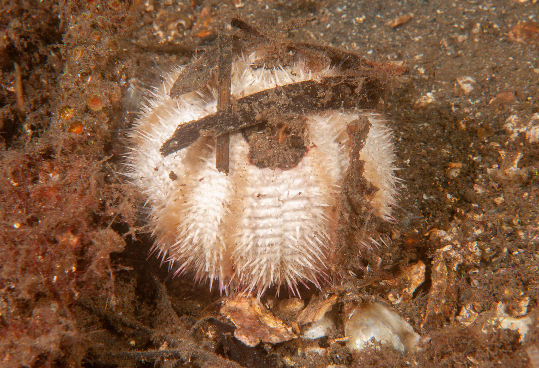 Temnopleurus alexandri