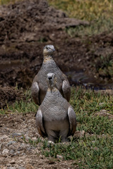 Tibetan Sandgrouse photo 5