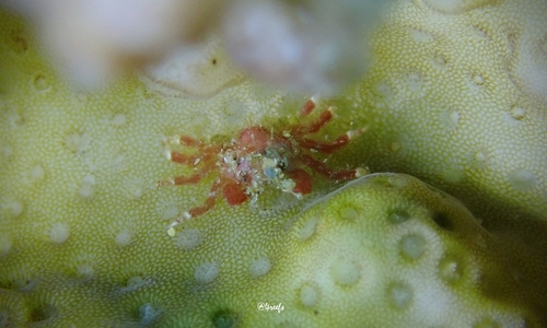 Perinia tumida observed 2023-07-15