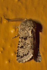 Spodoptera hipparis