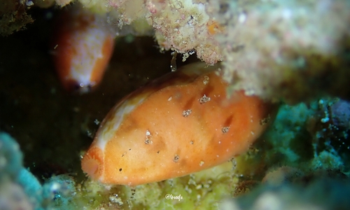 Talostolida pellucens, 2023-07-15