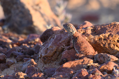 Gibber Earless Dragon photo 3