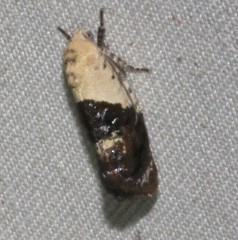 Hypertropha chlaenota